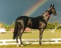 Akhaltekin horses